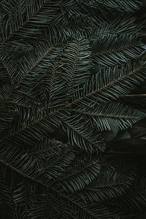 โก้, กิ่งไม้, เข็ม, มืด, เขียว, วอลล์เปเปอร์ HD HD wallpaper