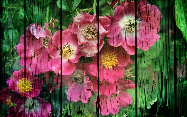 정물 HD, 흰색과 분홍색 야생 장미 4 패널 페인팅, 사진, 생활, 스틸, HD 배경 화면