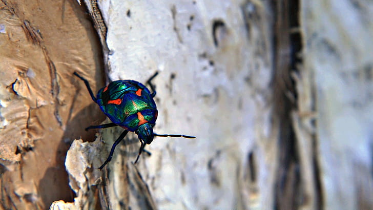 beetle, surface, crust, crawling, HD wallpaper