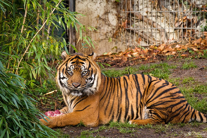 Zoo, 4 K, Tiger, HD-Hintergrundbild