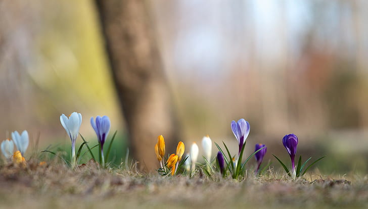 Цветна пролет, пролет, минзухари, цветни, фон, размазване, HD тапет