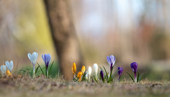 Colorful spring, spring, crocuses, colorful, background, blur, HD wallpaper HD wallpaper