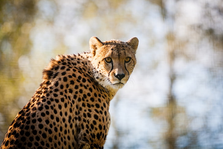 cheetah dewasa, cheetah, predator, kucing besar, terlihat, Wallpaper HD