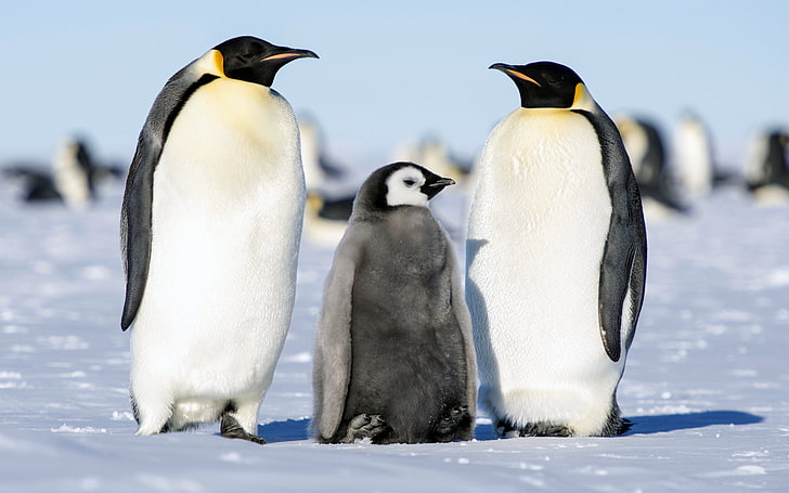 Summer Antarctic Penguin Animal HD Photo, HD wallpaper
