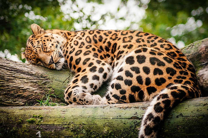 cat, leopard, Log, Rest, sleep, wild, HD wallpaper