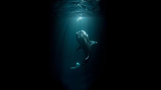 blue whale, animals, shark, digital art, whale shark, underwater, sea, dark, HD wallpaper HD wallpaper