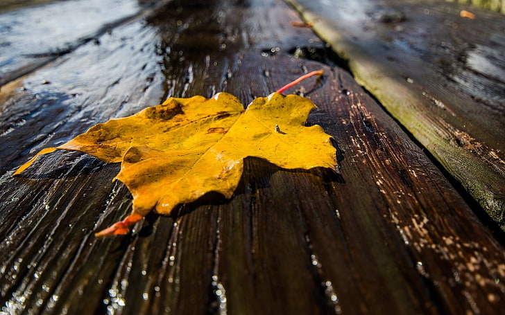 yellow maple leaf, leaf, autumn, close-up, wet, HD wallpaper