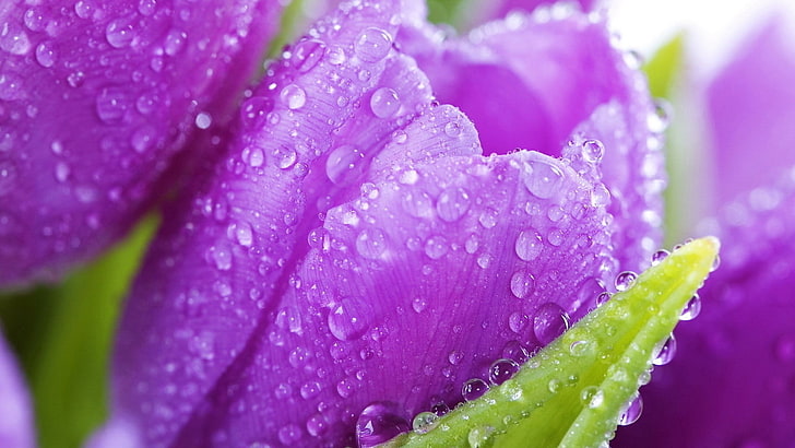 purple tulip flower, flower, tulip, drops, petals, HD wallpaper