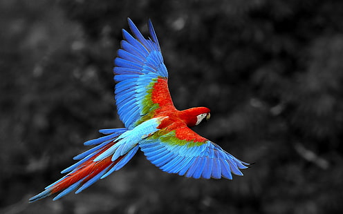 scarlet macaw, nature, animals, birds, parrot, macaws, selective coloring, HD wallpaper HD wallpaper