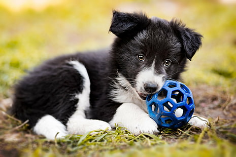 Dogs, Border Collie, Baby Animal, Dog, Puppy, HD wallpaper HD wallpaper