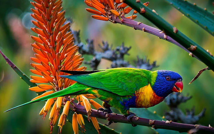 Multi-Color Parrot, animals, parrot, multicolored, HD wallpaper