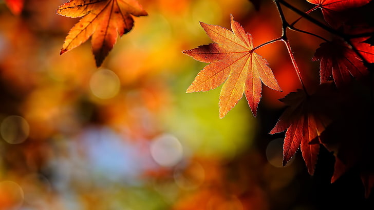 茶色のカエデの葉、カエデの葉、マクロ、被写界深度、葉、カエデの葉、ボケ、秋、植物、 HDデスクトップの壁紙