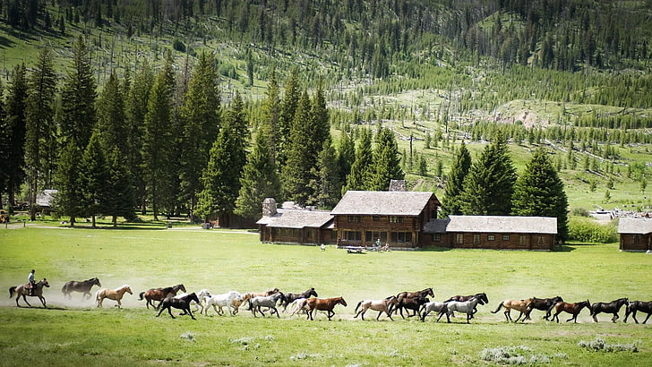 pferde, wilde pferde, bauernhof, landschaft, haus, pferd, HD-Hintergrundbild