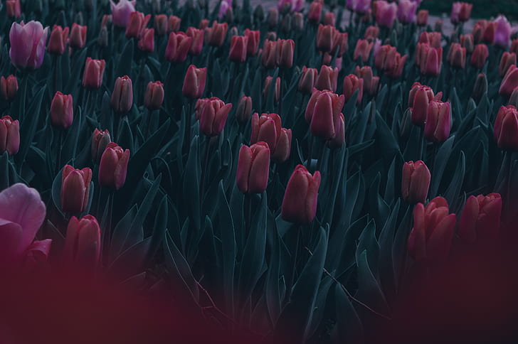 dark, emotion, nature, leaves, green, tulips, red, pink, spring, HD wallpaper