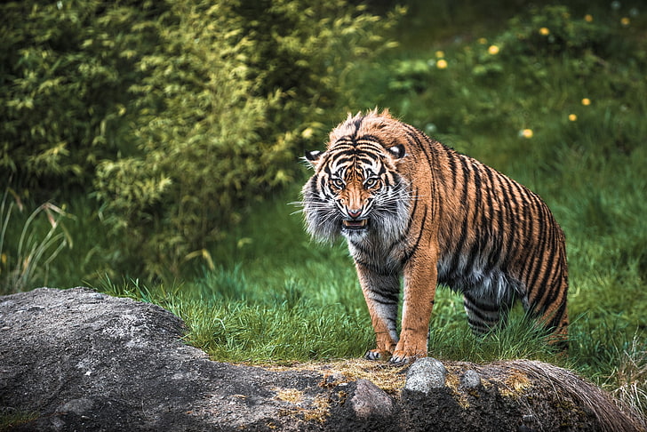 tigre brun, blanc et noir, tigre, agression, dents, visage, herbe, Fond d'écran HD