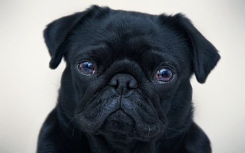 pug preto adulto, bulldog inglês, cachorro, preto, filhote de cachorro, HD papel de parede HD wallpaper
