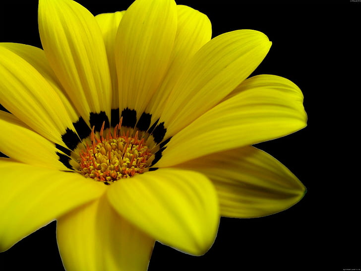 Yellow Flower, yellow flower, flower, yellow, nature, HD wallpaper