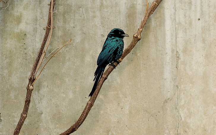 Jared Nickerson, birds, artwork, branch, wall, HD wallpaper