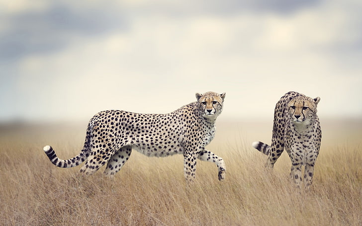 Cheetah wildlife-2017 Animal Wallpaper, HD wallpaper | Wallpaperbetter