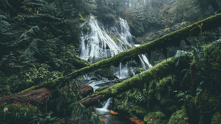 green trees, waterfall, nature, forest, HD wallpaper