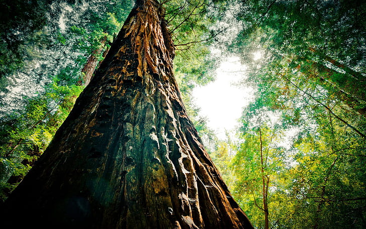 Redwood Extreme Gallery, arbres, extrême, galerie, séquoia, Fond d'écran HD