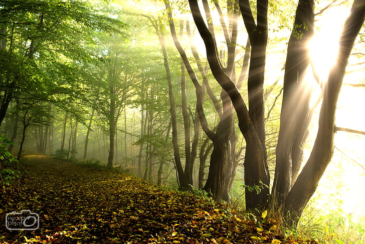 textil floral marrón y negro, bosque, árboles, mañana, sol, luz solar, camino, naturaleza, paisaje, verde, Polonia, niebla, Fondo de pantalla HD