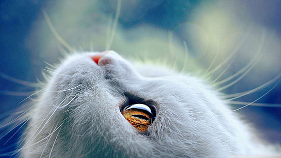 고양이, 눈, 귀여운, 고양이, 동물, HD 배경 화면 HD wallpaper