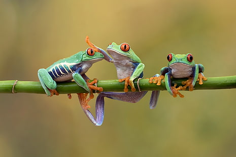 Frösche, rotäugiger Laubfrosch, Amphibie, Frosch, rotäugiger Laubfrosch, HD-Hintergrundbild HD wallpaper