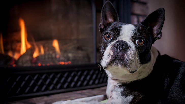 picture of boston terrier dog, HD wallpaper