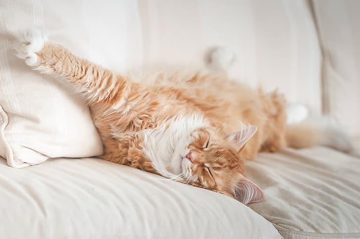 cat, stay, paw, sleep, red, muzzle, bed, Maine Coon, HD wallpaper