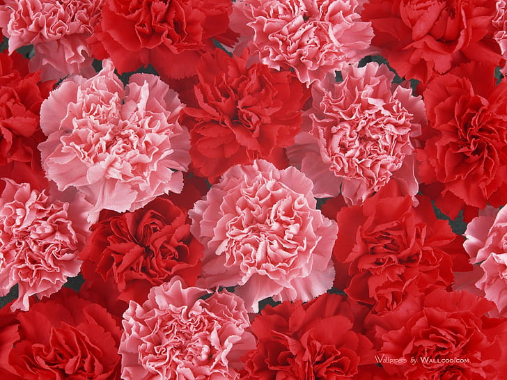 carnation, HD wallpaper