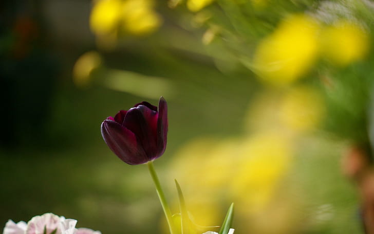 Tulipe Macro, tulipe, macro, Fond d'écran HD