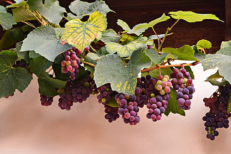 czerwone winogrona, jesień, liście, czerwone, jagody, winogrona, winorośl, kiście, Tapety HD HD wallpaper