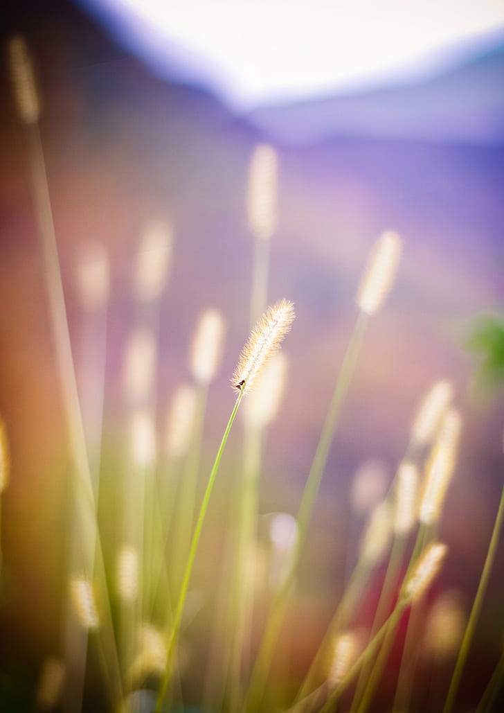 selective photography of brown grass at daytime, cattails, cattails, nature, grass, summer, plant, meadow, outdoors, sunlight, defocused, close-up, field, flower, no People, sunset, springtime, beauty In Nature, macro, selective Focus, HD wallpaper