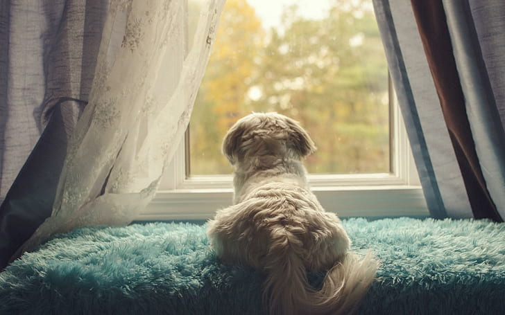 Dog Window Dreaming, fenêtre, rêver, Fond d'écran HD