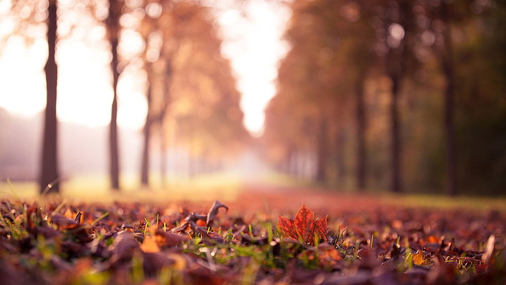 Fotografía macro de hierba, fotografía de enfoque de hojas de arce marchitas en el suelo entre árboles alineados, paisaje, naturaleza, otoño, bosque, hojas, primer plano, profundidad de campo, Fondo de pantalla HD