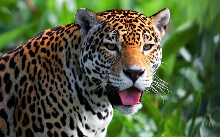 macan tutul coklat dan hitam, jaguar, binatang, kucing besar, lidah, Wallpaper HD