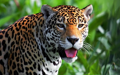 macan tutul coklat dan hitam, jaguar, binatang, kucing besar, lidah, Wallpaper HD HD wallpaper