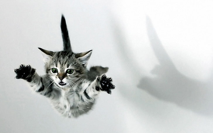 silbernes Tabbykätzchen, Katze, Kätzchen, Fall, springend, HD-Hintergrundbild