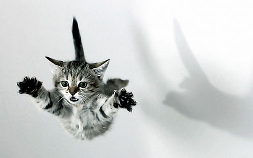 серебристый полосатый котенок, кот, котята, осень, прыжки, HD обои HD wallpaper