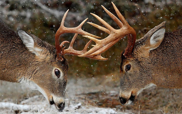 zwei braune Hirsche, Hörner, Wald, Winter, Hirsch, HD-Hintergrundbild