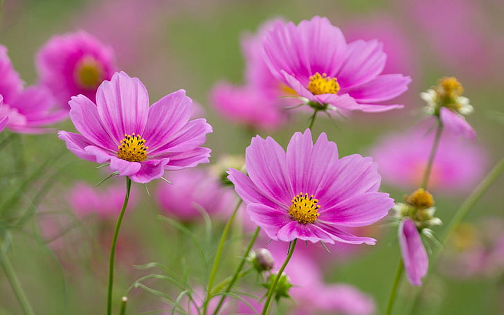 Pink flowers, Cosmos, Spring, Flowers, pink flowers, cosmos, spring, flowers, HD wallpaper