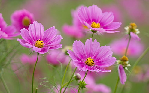 Pink flowers, Cosmos, Spring, Flowers, pink flowers, cosmos, spring, flowers, HD wallpaper HD wallpaper