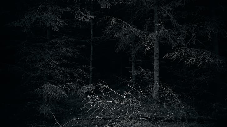 floresta, escuro, natureza, misterioso, HD papel de parede