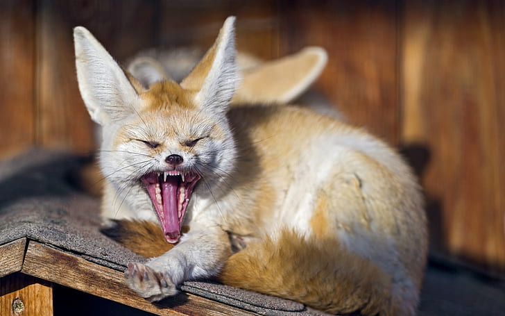 Animals close-up, fox, yawns, Animals, Fox, Yawns, HD wallpaper