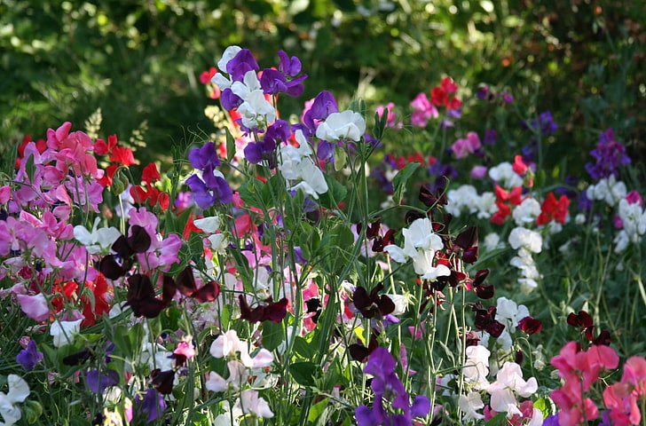 белые, фиолетовые и розовые цветы, душистый горошек, цветение, разноцветные, свежие травы, HD обои