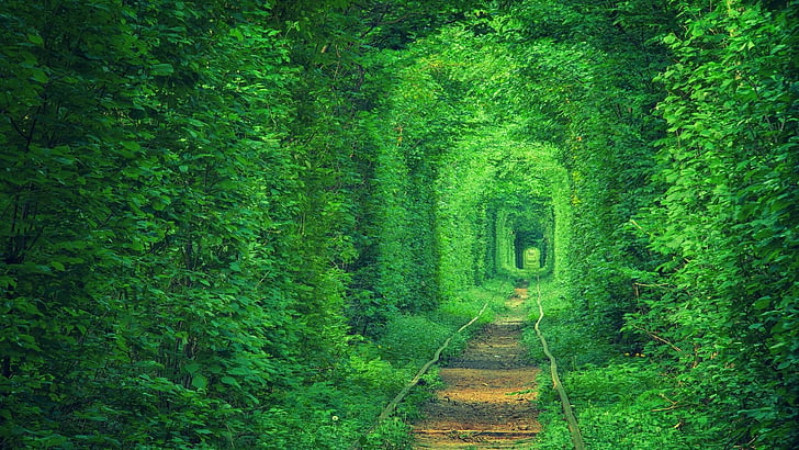писта, Европа, тунел, изглед на тунел, трева, тунел kokhannya, orzhiv, дърво, железница, тунел на любовта, влак, Украйна, гора, klevan, природа, зелен, железопътен, HD тапет