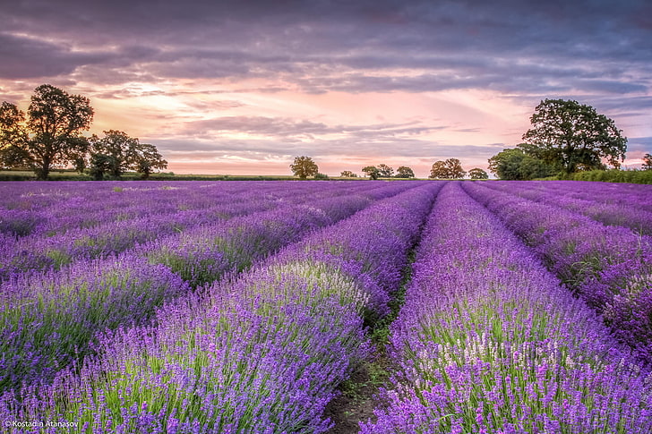 lavender flower field, field, trees, flowers, lavender, zakad, HD wallpaper