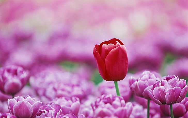 tulipe rouge, macro, fleurs, tulipes, Fond d'écran HD