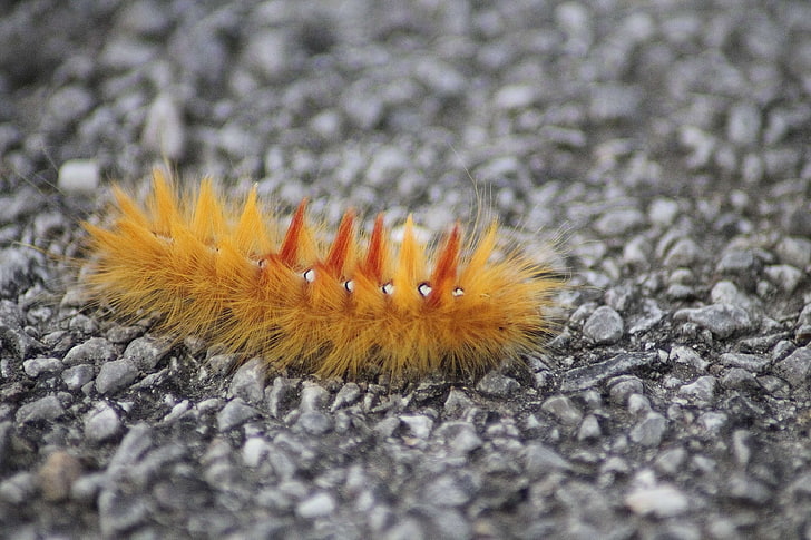 animal, caterpillar, close up, hairy, insect, rocks, worm, HD wallpaper